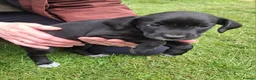 Mixed Breed dogs for sale: Cocker Jack puppies  - Advert 23