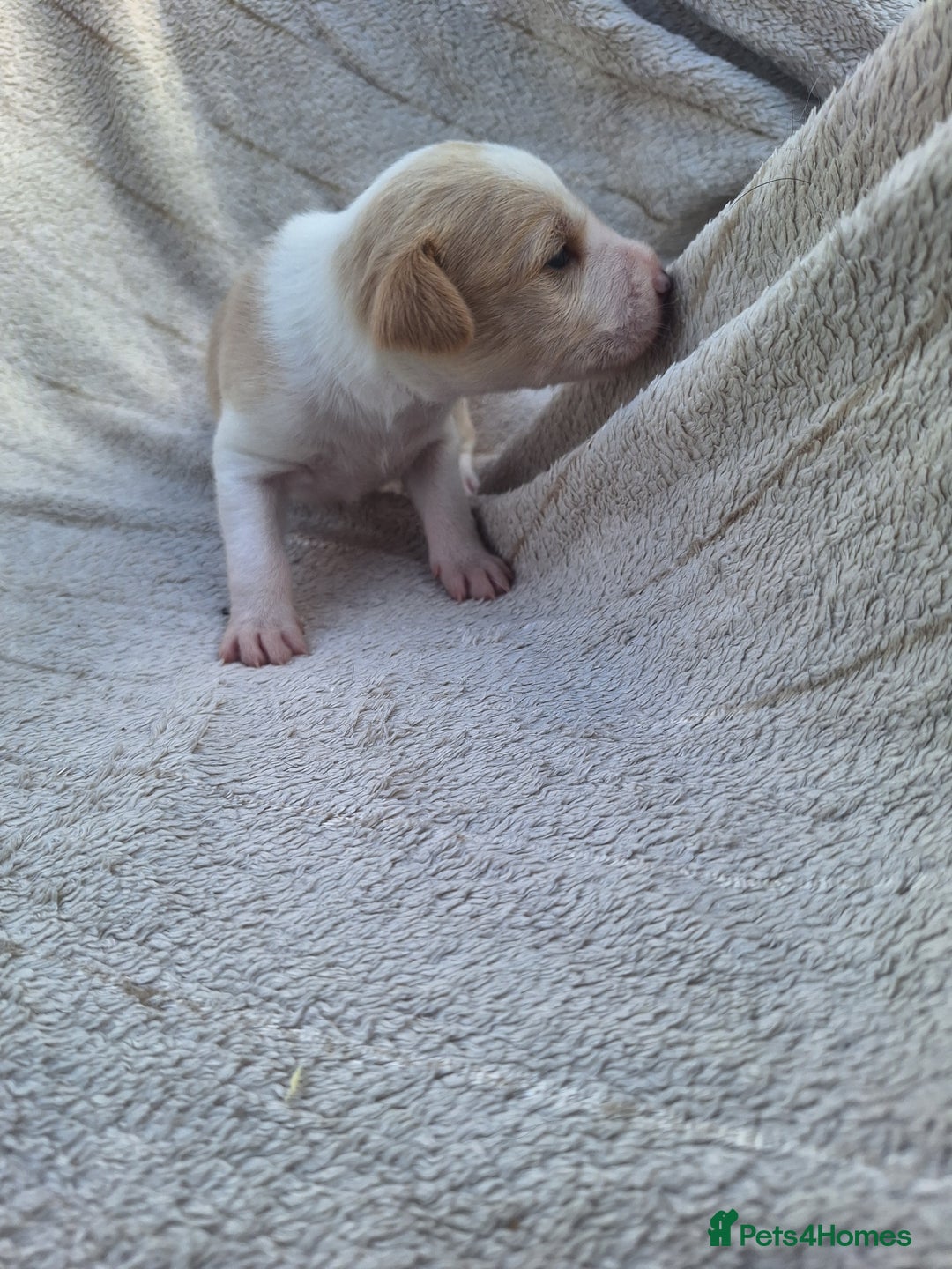 Mixed Breed dogs for sale: Spanish jack Russell (bodeguero) x border collie - Image 16