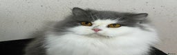 British Longhair cats for sale: Beautiful British Longhair - Advert 4