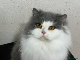 British Longhair cats Beautiful British Longhair - Advert 2