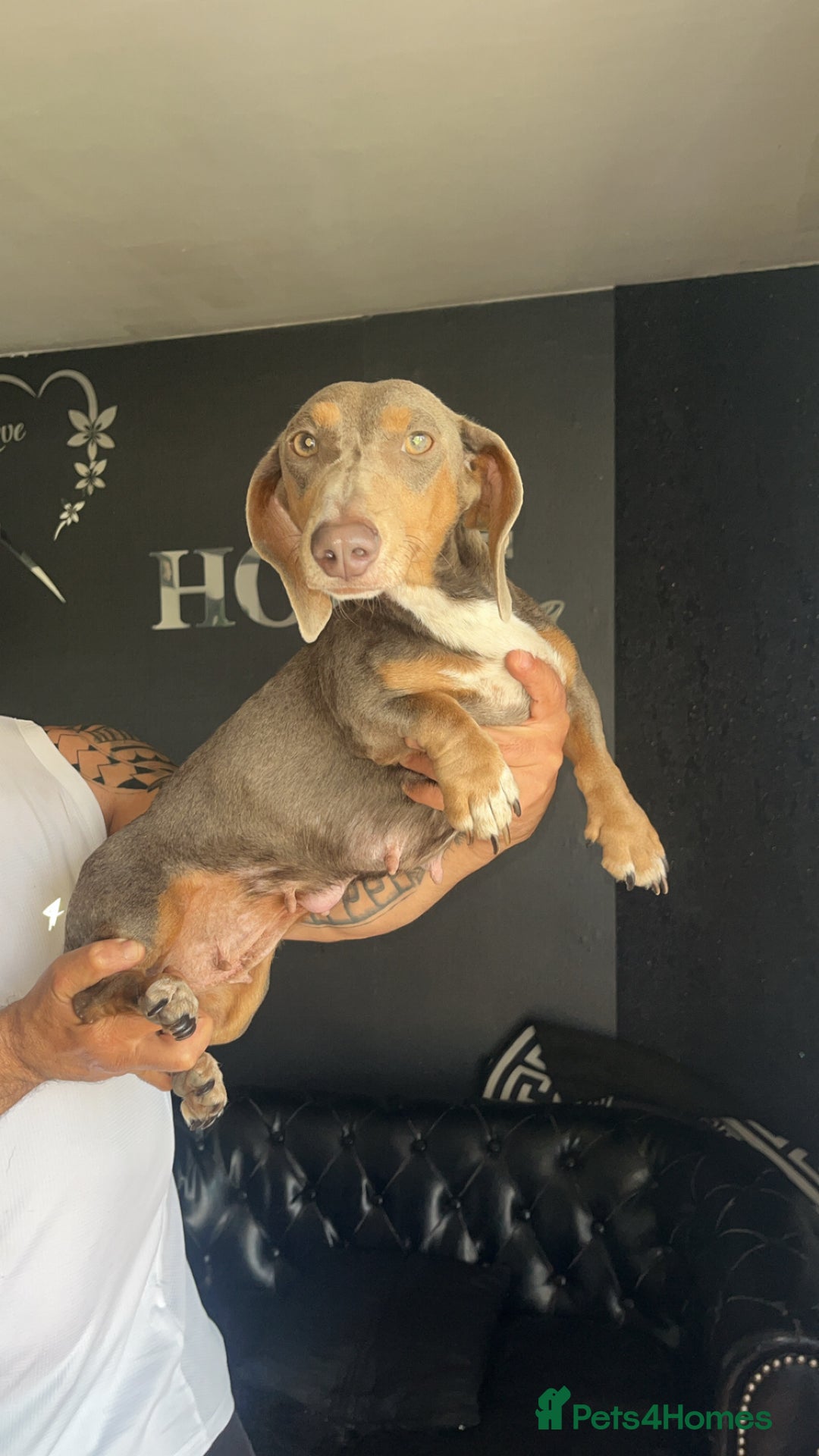 Dachshund dogs for sale: Isabella dachshunds puppies for sale! - Image 7