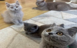 British Longhair cats for sale: 5 stunning British blues  - Image 11