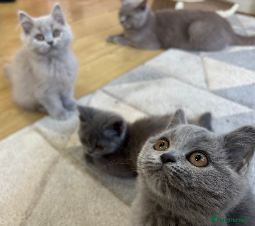 British Longhair cats for sale: 5 stunning British blues  - Image 11