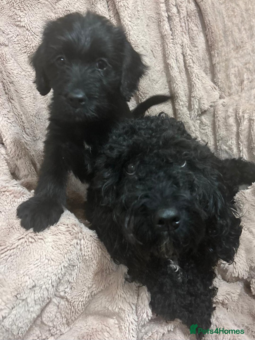 Labradoodle dogs for sale: Labradoodle miniature - Image 5