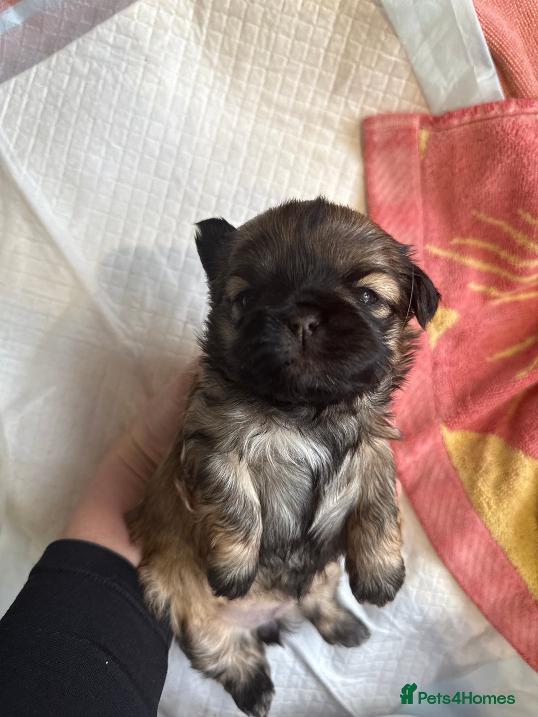 Shih Tzu dogs for sale: Shih Tzu Beauties, Imperial lines - Advert 8