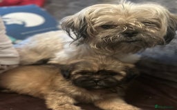 Shih Tzu dogs for sale: Shih Tzu puppies  - Image 8