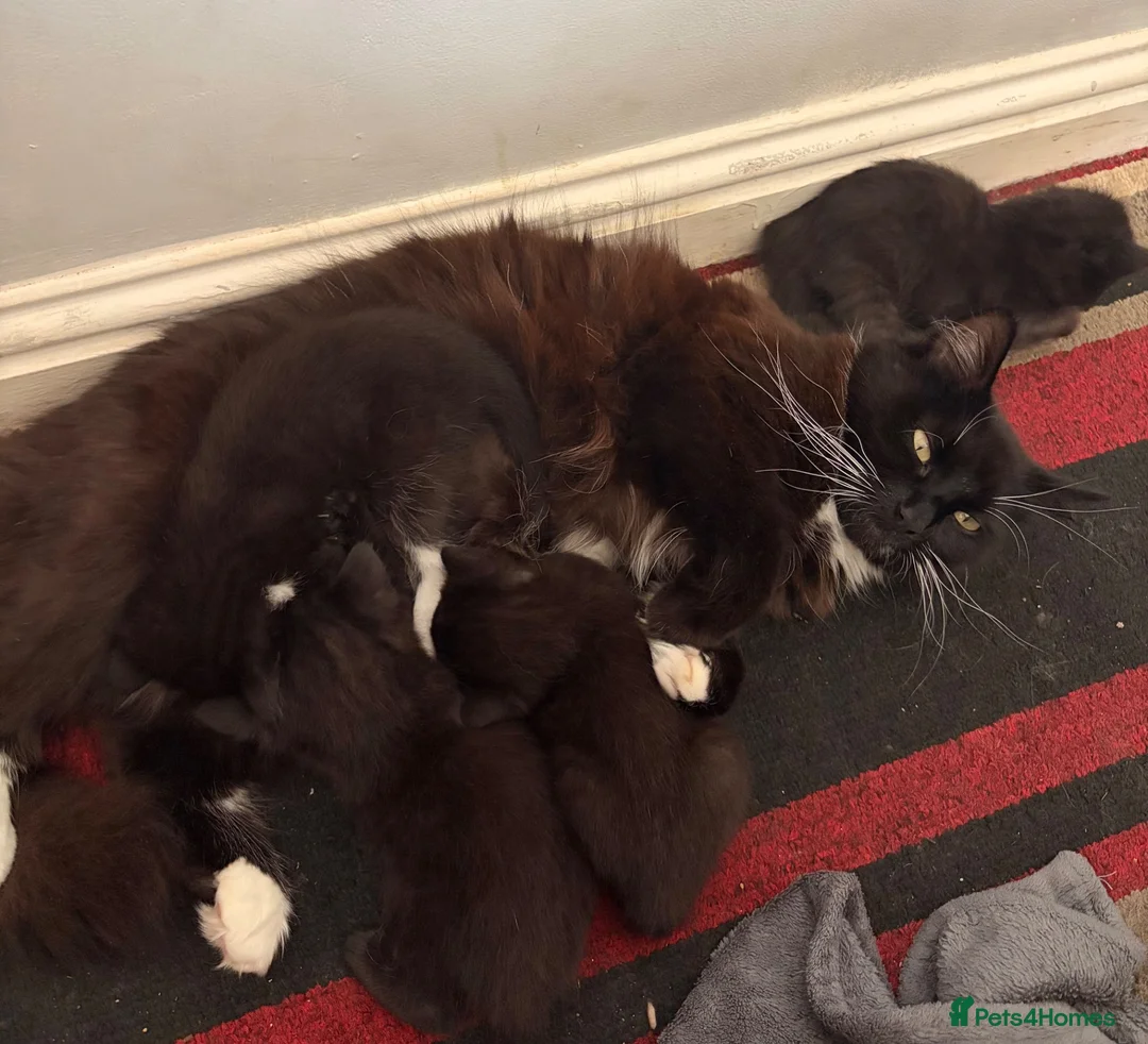 Mixed Breed cats for sale: Black and white kittens  - Advert 1