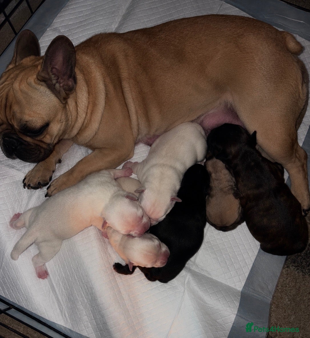 Frug dogs for sale: 6 Beautiful Frug Puppies  - Advert 5