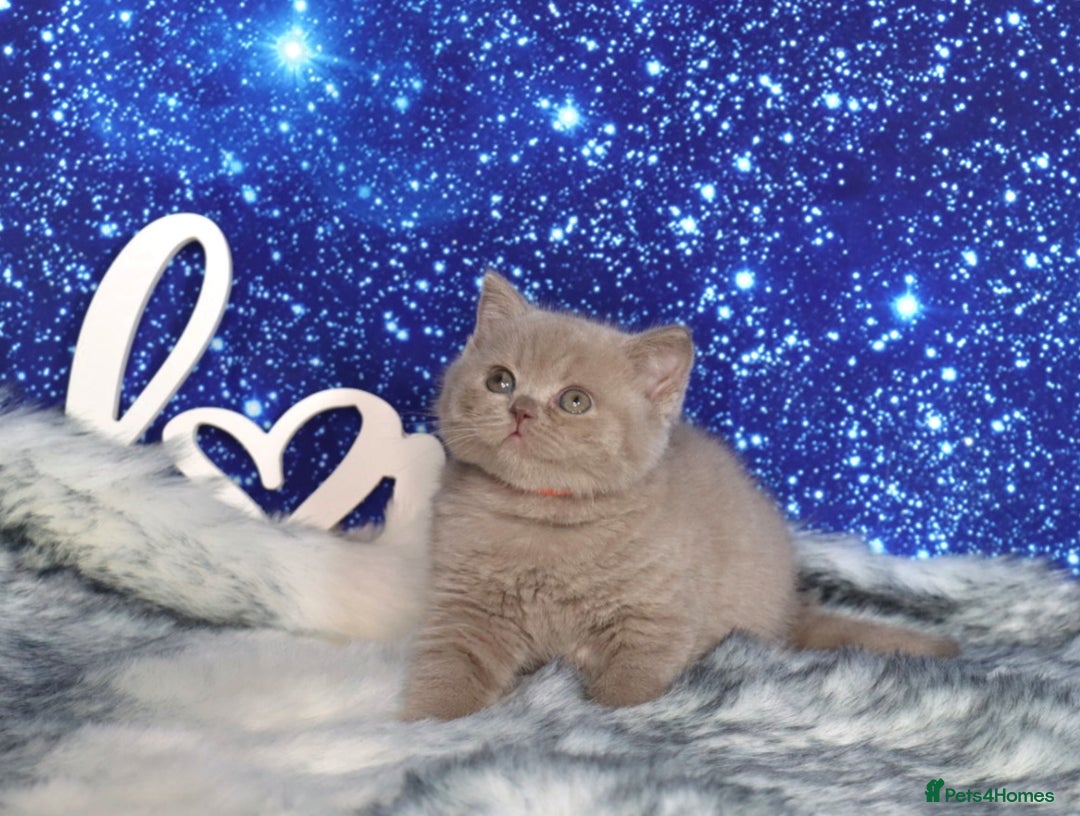 British Shorthair cats for sale: Tica registered British Shorthair kittens - Advert 17