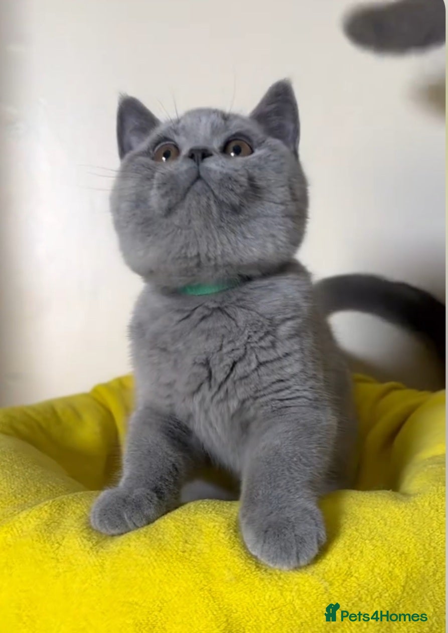 British Shorthair cats Exceptional Pedigree BSH Kittens  - Advert 4