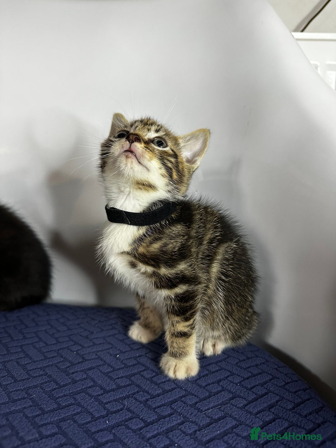 Domestic Shorthair cats for sale: Little ones  - Image 4