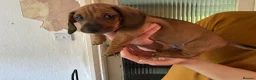 Dachshund dogs for sale: 6 dachshund puppies - 4 boys & 2 girls - Advert 9