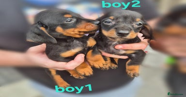 Mixed Breed dogs - Advert 8