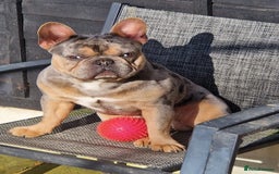 French Bulldog dogs for sale: Milo, Lovable boy Frenchie, amazing price 💫 - Image 25