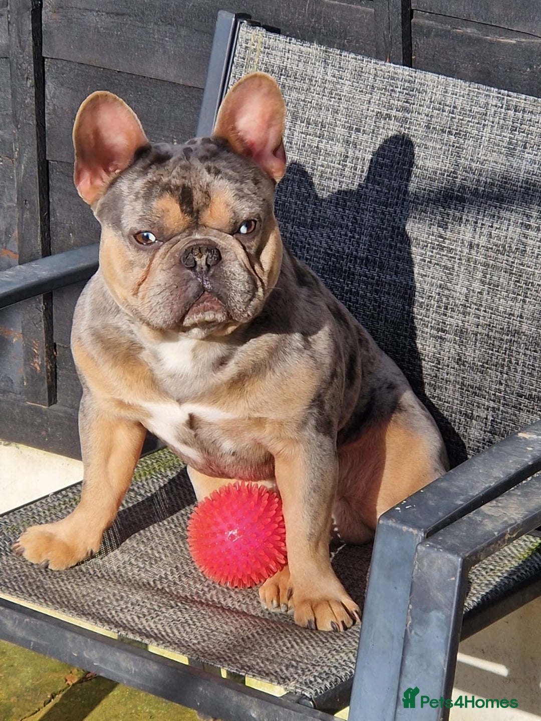 French Bulldog dogs for sale: Milo, Lovable boy Frenchie, amazing price 💫 - Image 25