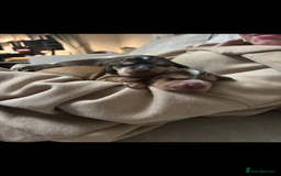 Cocker Spaniel dogs for sale: ✨ Gorgeous Litter of 6 Show Cocker Spaniels✨ - Image 6