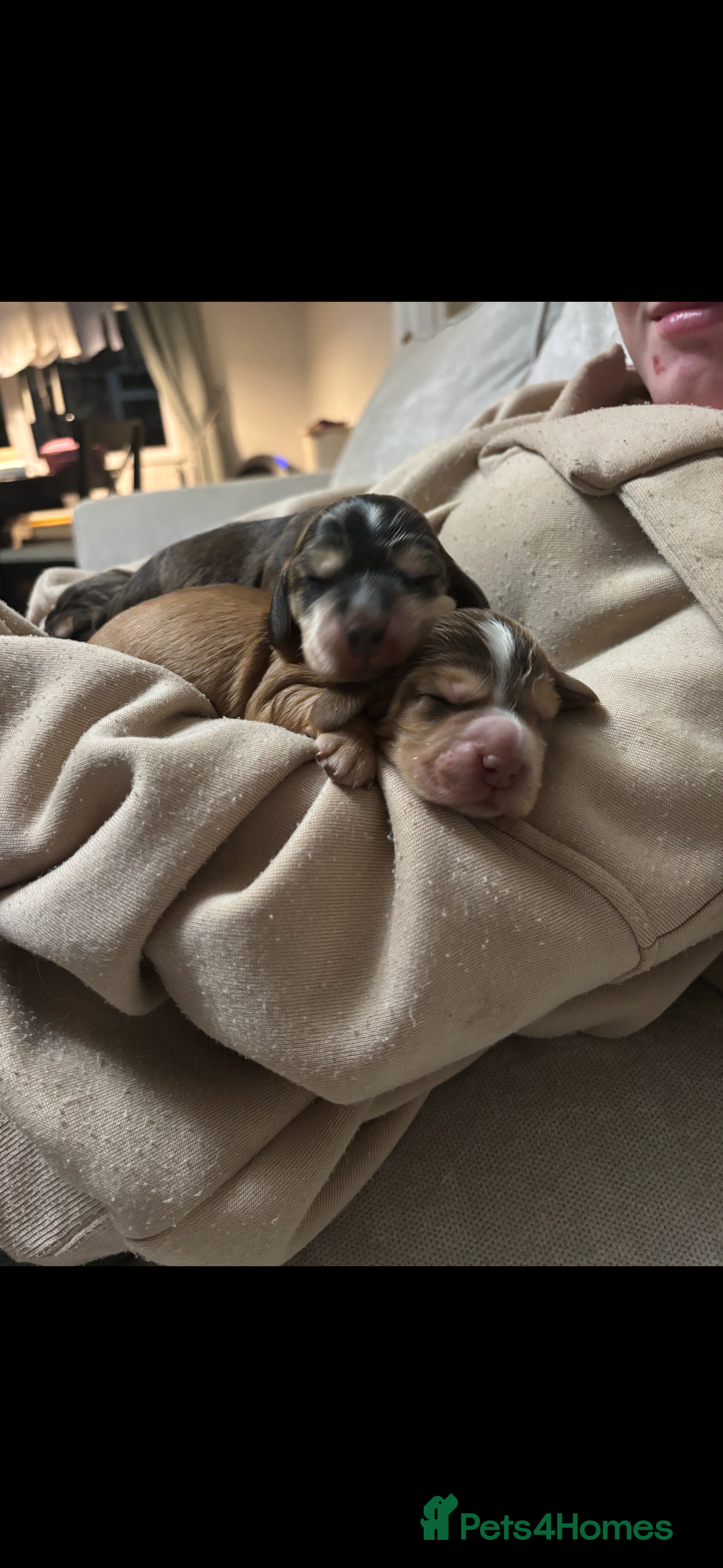 Cocker Spaniel dogs for sale: ✨ Gorgeous Litter of 6 Show Cocker Spaniels✨ - Image 6