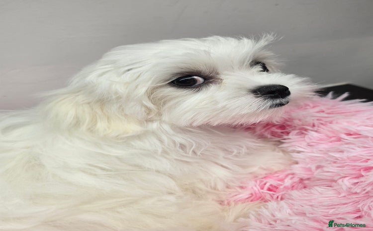 Maltese dogs - Advert 1