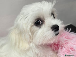 Maltese dogs - Advert 3