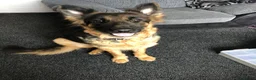 German Shepherd dogs for sale: German Shepherd pups in Kidderminster - Advert 3