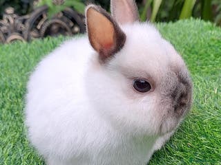 Netherland Dwarf rabbits Dobby 😍 Netherland Dwarf Vaccinated NEEDS A HOME - Advert 1