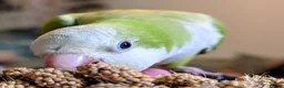 Parrots birds for sale: Female Quaker needs new home with full set up - Advert 5
