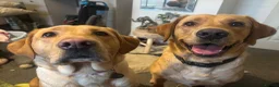 Labrador Retriever dogs for sale: Labrador Retriver puppies  - Advert 2