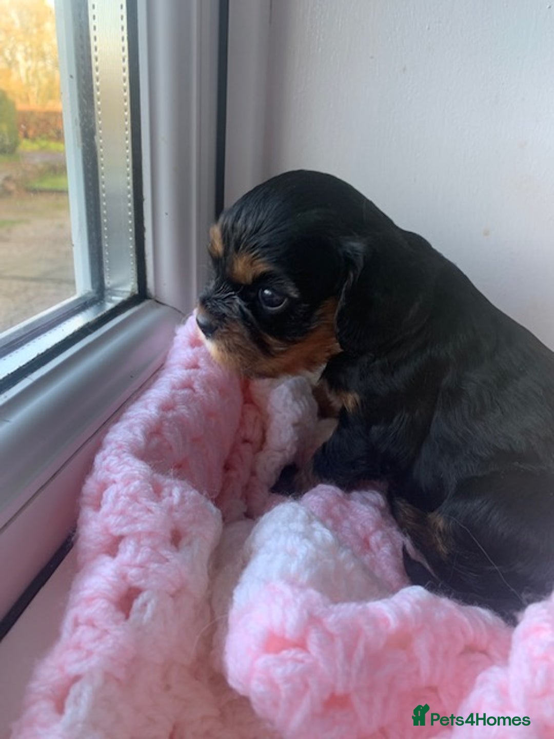 Cavalier King Charles Spaniel dogs for sale: ruby & black and tan kc reg pups - Advert 10