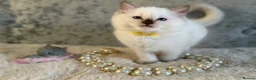 Ragdoll cats for sale: Stunning 🌟 Ragdoll Kittens 🌟  - Advert 21