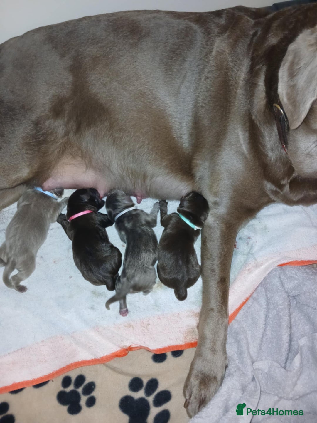 Labrador Retriever dogs for sale: Beautiful KC registered labrador puppies  - Advert 4