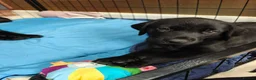 Labrador Retriever dogs for sale: Mr Orange – Gorgeous Black Labrador Boy - Advert 11