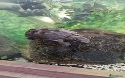 Turtle reptiles for sale: 2 musk turtles and tank - Image 3