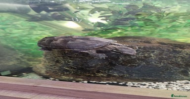 Turtle reptiles - Advert 6