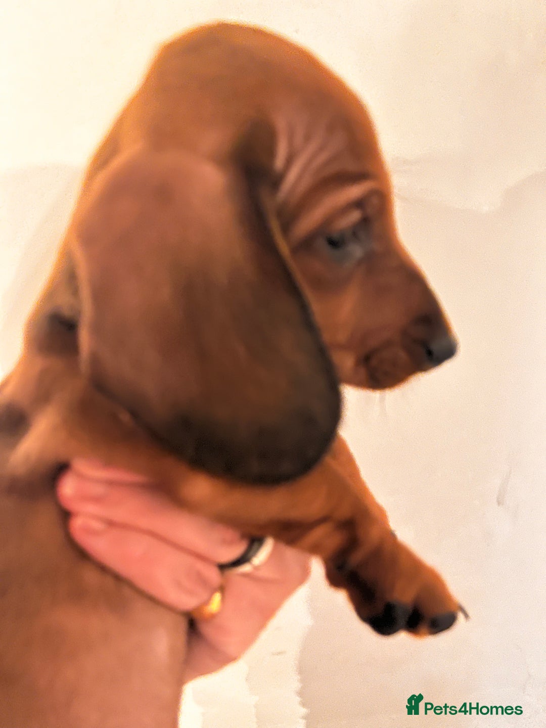 Dachshund dogs for sale: KC REG STANDARD SMOOTH HAIR DACHSHUND MALE PUPS - Advert 8