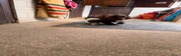 Sprocker dogs for sale: Sprocker pups available  - Advert 8