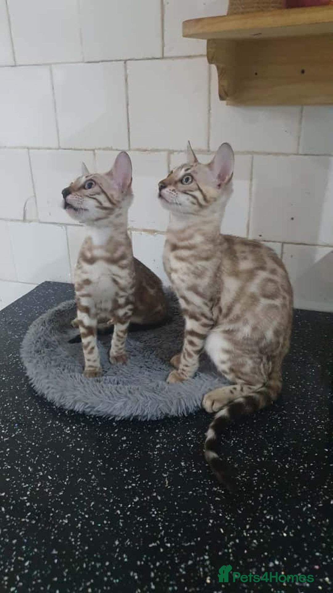 Bengal cats for sale: 🔥✨Pedigree TICA-Registered Bengals - Image 33