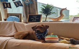 Labrador Retriever dogs for sale: FOX RED LABRADORS OUTSTANDING HEALTH 280 PLUS DNA - Image 20