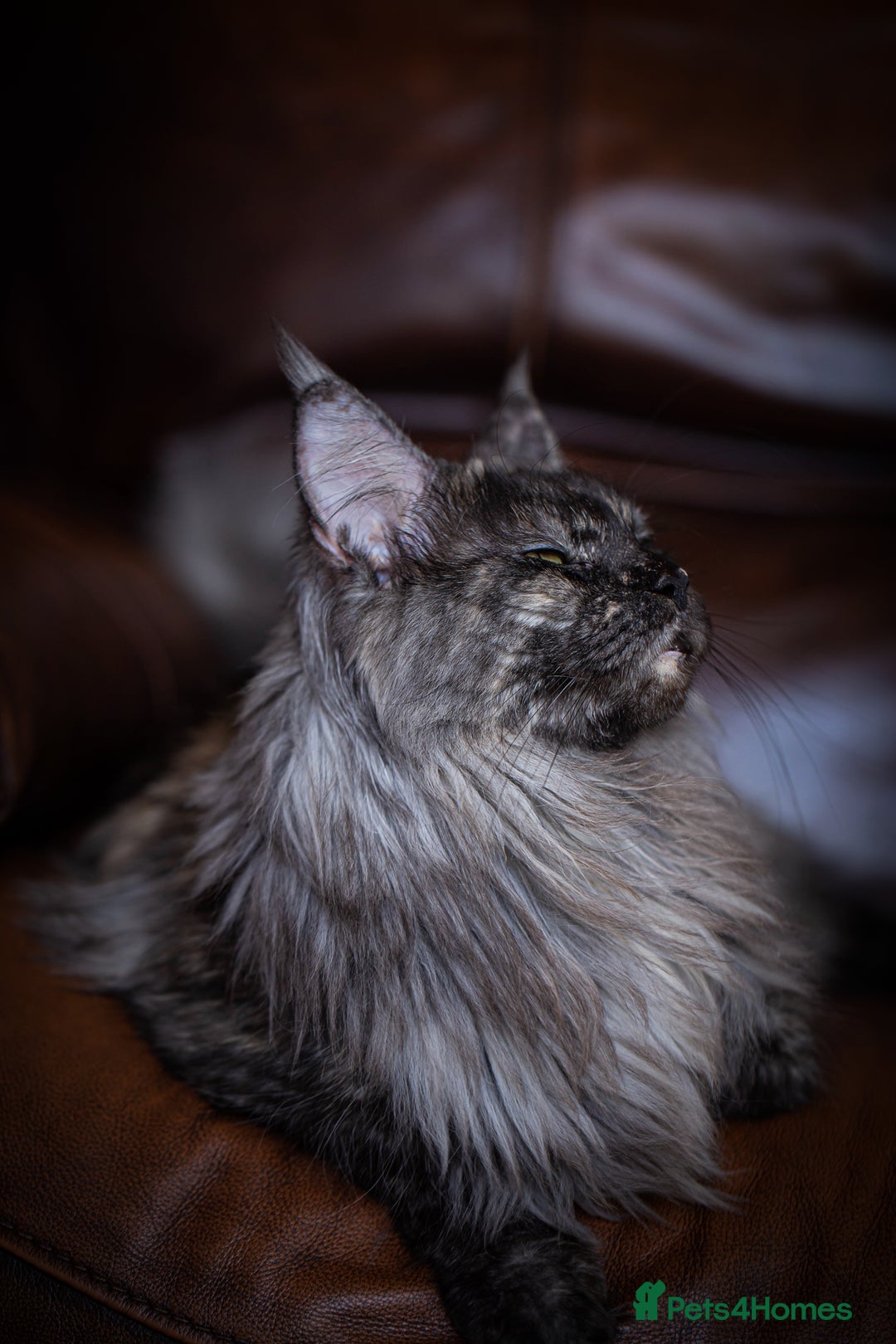 Maine Coon cats for sale: Maine Coon girl - Advert 4