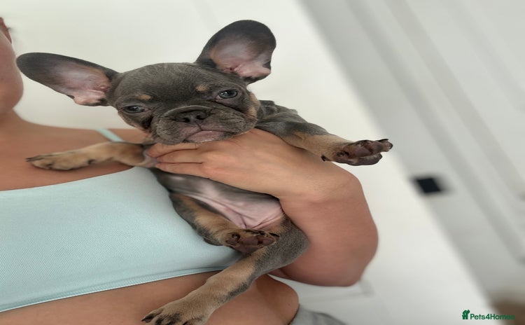 French Bulldog dogs - Advert 1