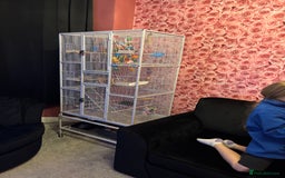 Parakeets birds for sale: Baby budgie boy named gizmo  - Image 3