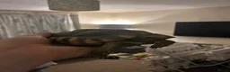 Tortoise reptiles for sale: Mediterranean Tortoise - Mylie - Advert 4