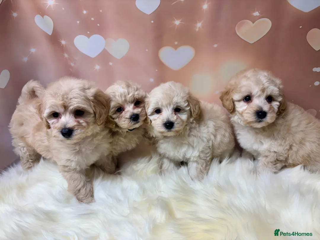 Maltipoo dogs for sale: Adorable Toy F1 DNA Tested Parents  - Advert 6