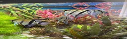 Angelfish fish for sale: 4 Peruvian Altum Angelfish - 2 breeding pairs - Advert 3