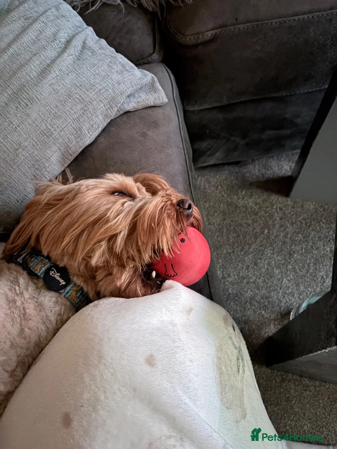 Cockapoo dogs for stud: Health Tested Clear Cockapoo F2b Stunning Stud  in Huddersfield - Advert 4