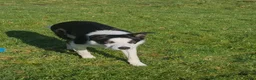 Border Collie dogs for sale: ISDS Reg Border Collie - Advert 3