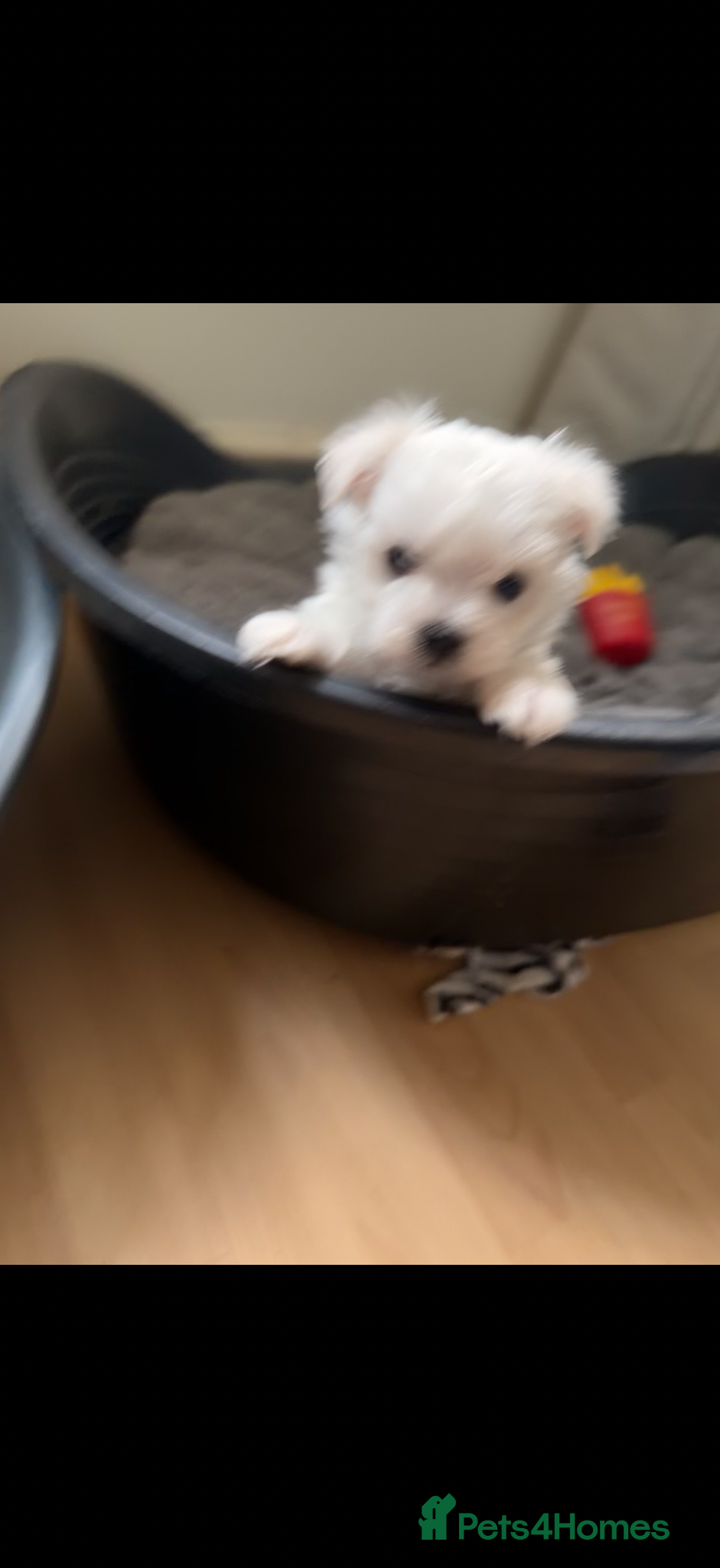 Maltese dogs 2 girls 1 boy Maltese for sale  - Advert 9