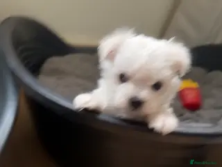 Maltese dogs 2 girls 1 boy Maltese for sale - Advert 1