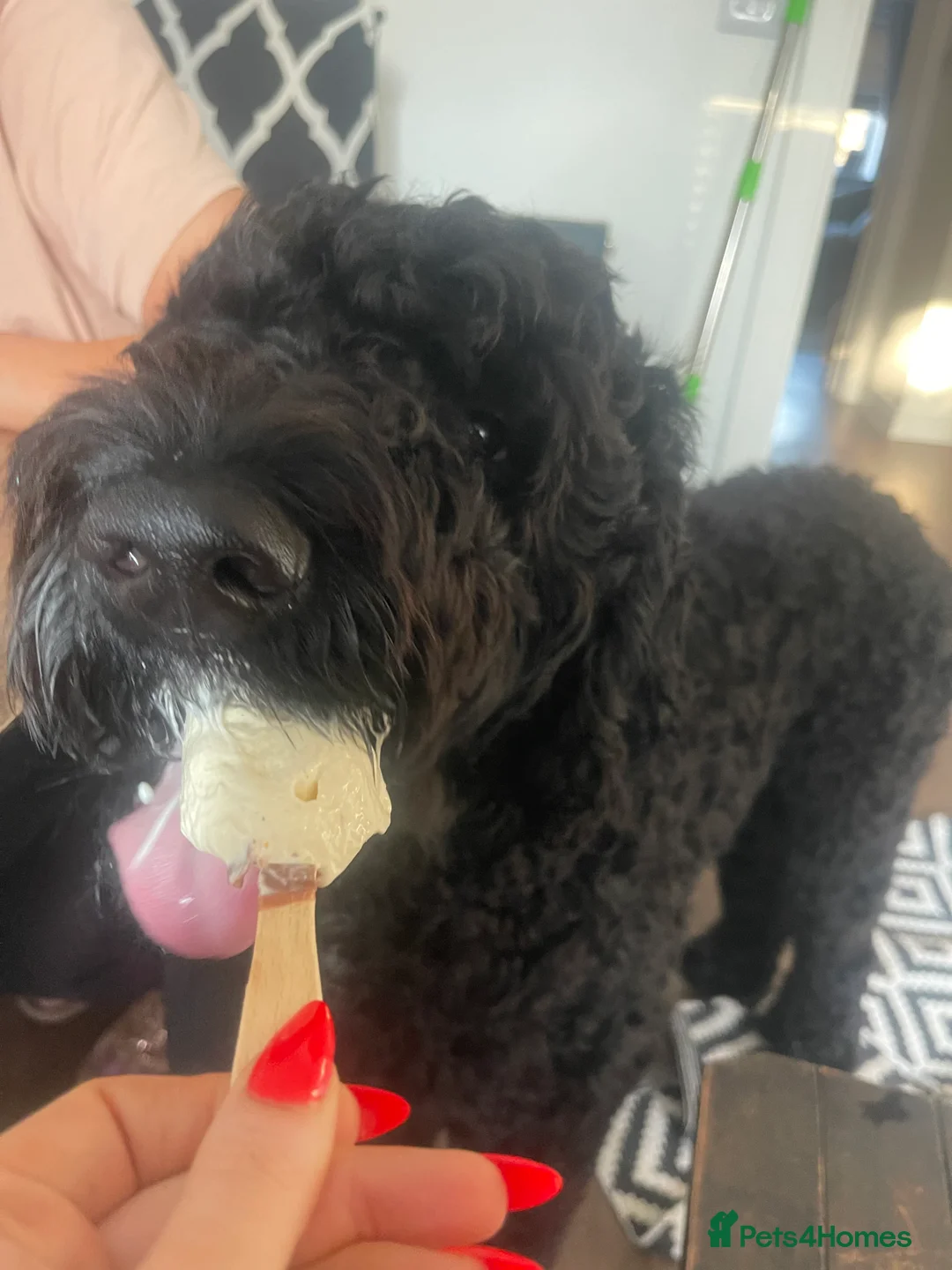 Labradoodle dogs for stud: Meet Leeroy, Our Handsome F3 Labradoodle! - Advert 18
