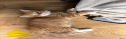 Mixed Breed cats for sale: 5 HALF-RAGDOLL KITTENS ❤️ - Advert 16