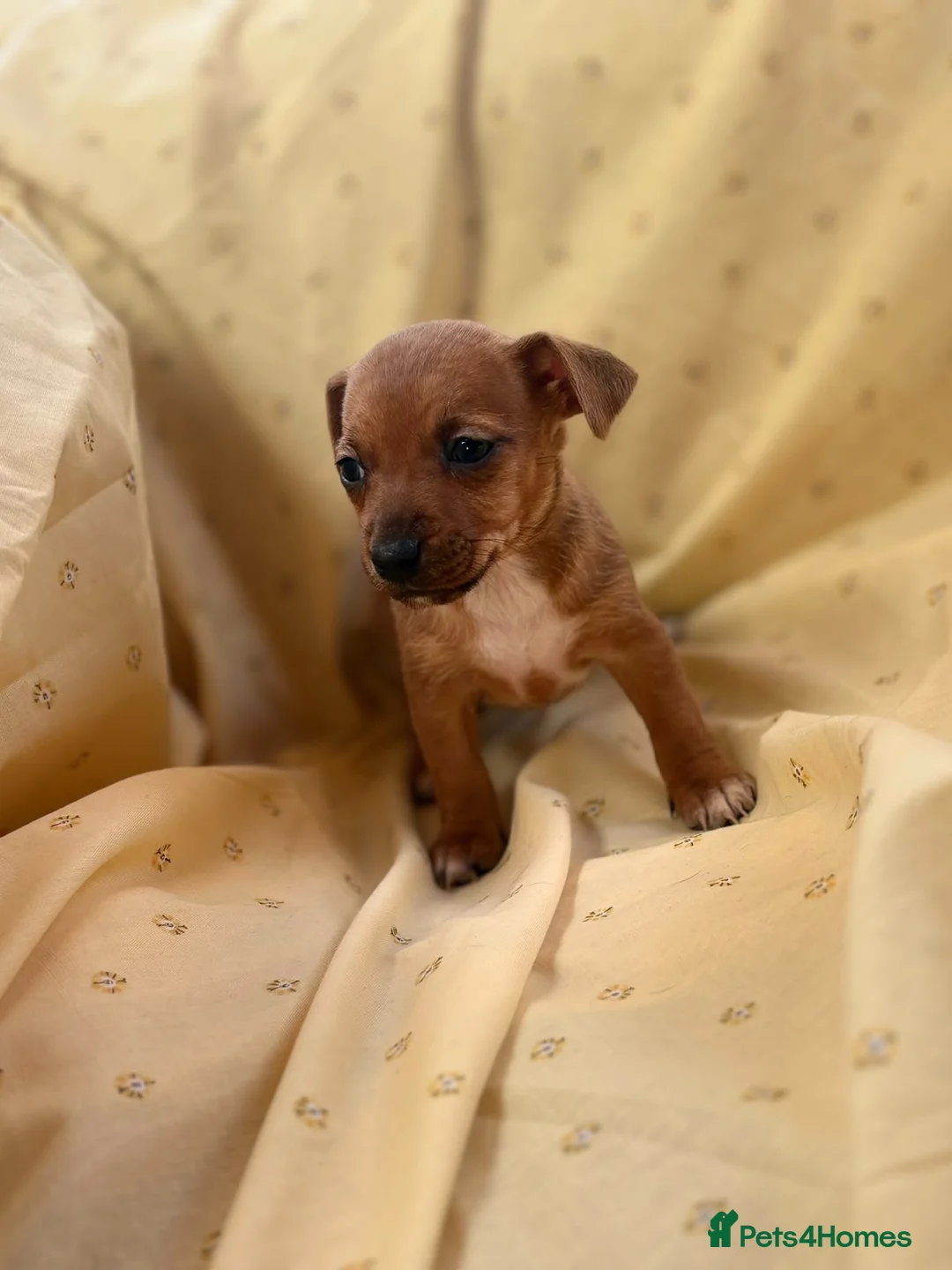 Jack Russell dogs for sale: Miniature Jack Russle puppies - Advert 21